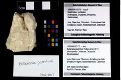Foto (Objekt + Etikett) von Bullariscus patruliusi (Robins et al., 2013)  (NHMW-GEO-1990-0041-3172)